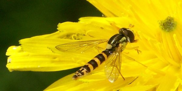 Lire la suite de 2èmes assises nationales des insectes pollinisateurs