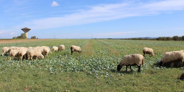 Lire la suite de Faire pâturer des moutons sur des terres céréalières, c'est possible !