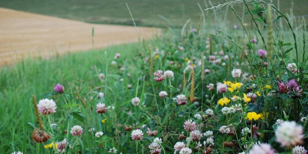 Lire la suite de Des bandes fleuries fort utiles - L'Information agricole du Rhône